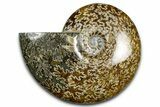 Polished Ammonite (Cleoniceras) Fossil - Madagascar #369623-1
